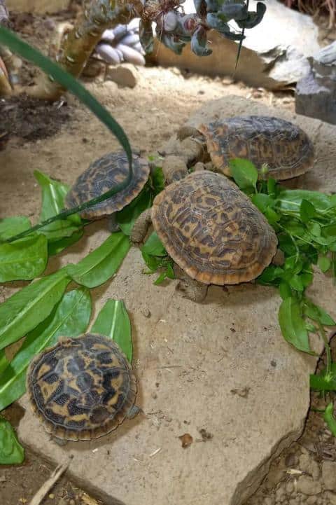 Spaltenschildkröten beim Fressen von Wildkräutern
