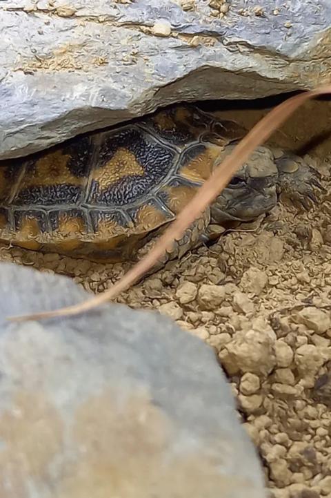 Inkubation und Zucht unserer Spaltenschildkröten