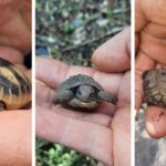 Naturbrut Schildkröten
