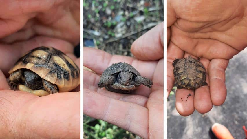 Naturbrut Schildkröten