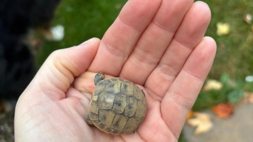 Naturbrut bei Griechischen Landschildkröten – Segen oder Problem
