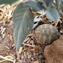 Naturbrut bei Griechischen Landschildkröten – Segen oder Problem