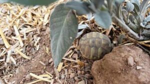Naturbrut bei Griechischen Landschildkröten – Segen oder Problem