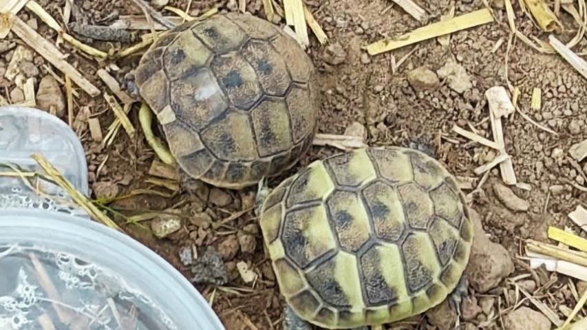 Naturbrut bei Griechischen Landschildkröten – Segen oder Problem