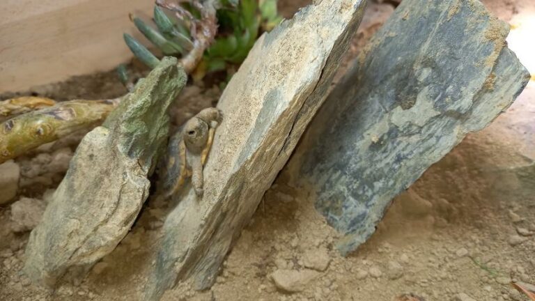 Nachzucht ostafrikanische Spaltenschildkröte im neuen Innengehege