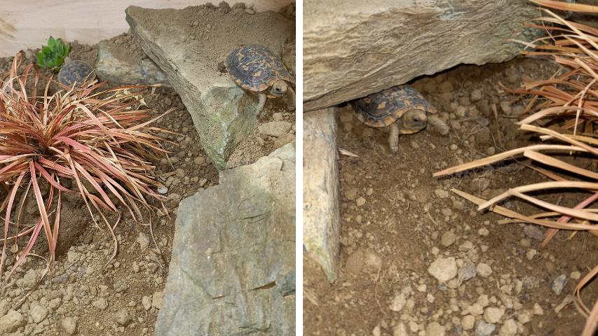 Terrarium für Schildkröten - Felsen zum klettern und verstecken im Gehege