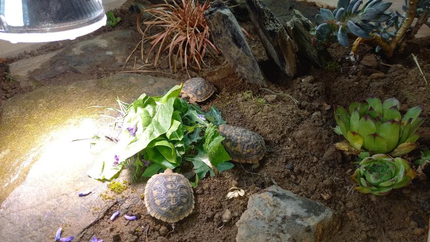 Das erste Mittagsessen im neuen Zuhause unserer Spaltenschildkröten
