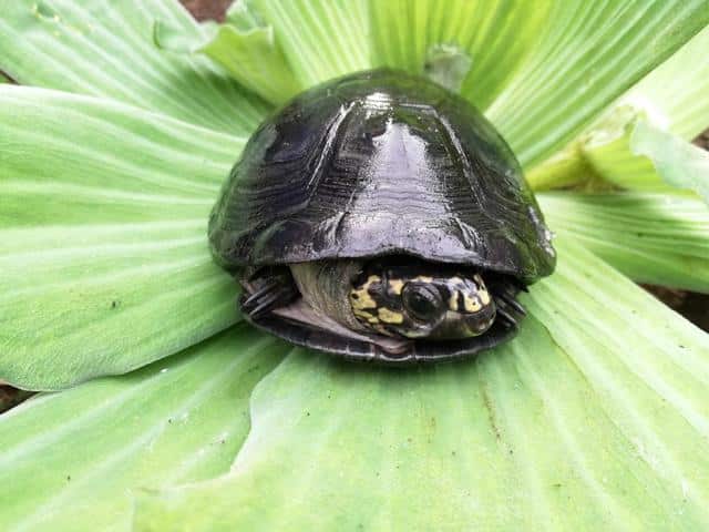 Pelomedusenschildkröten-Okavango Klappbrustpelomedusen Schildkröte (Pelusios bechuanicus)