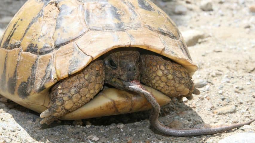 Griechische Landschildkröte beim Fressen einer kleinen Schlange