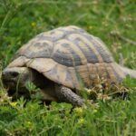 Schildkröten in Griechenland-Eine Exkursion am Fuße des Olymps-Teil 3