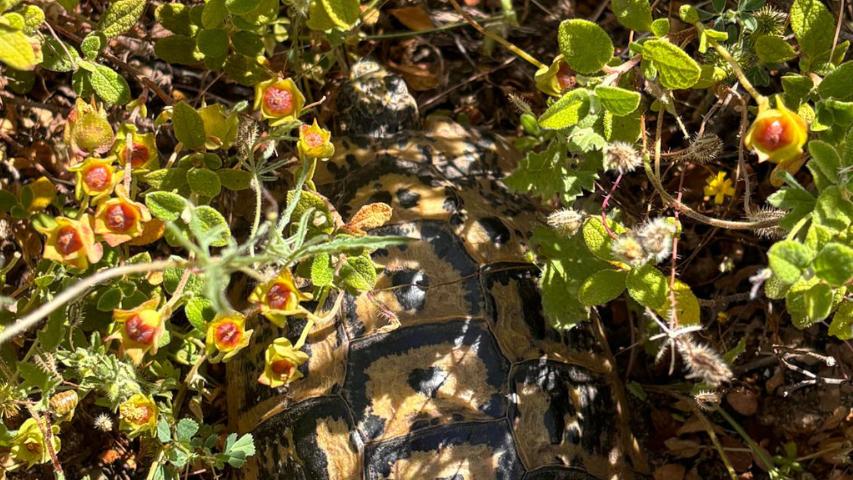 Testudo hermanni hermanni