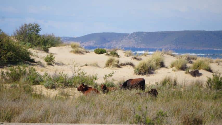 Strand von Sardinien