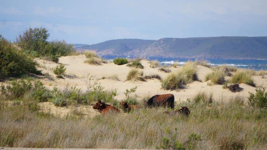 Strand von Sardinien