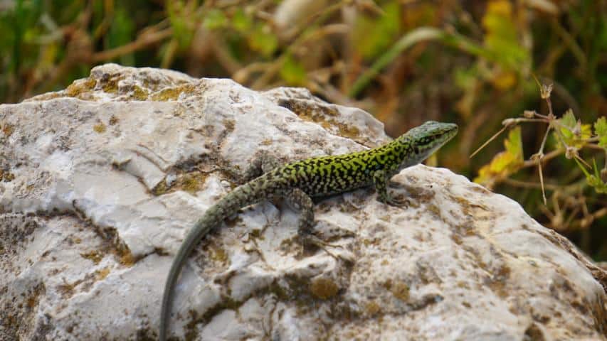 Sardinien - Nordwesten
