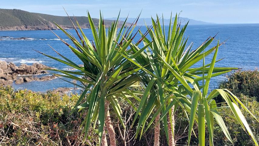 Auch Palmen wachsen auf Sardinien
