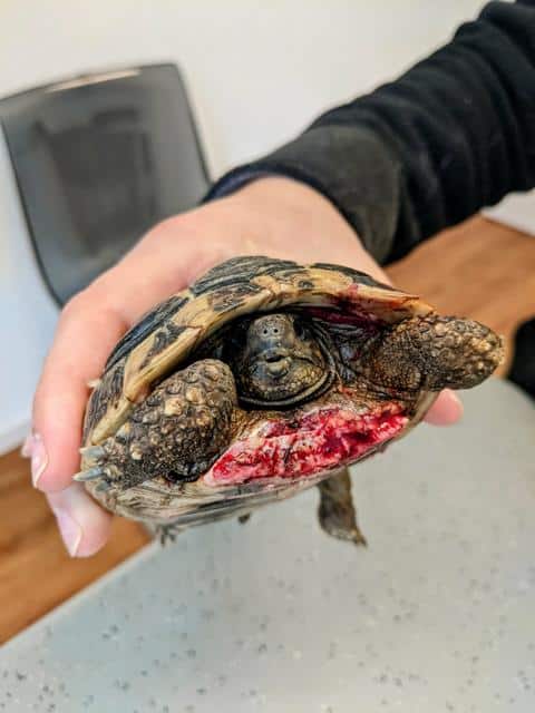 Schildkröten und Hunde-verletzte griechische Landschildkröte