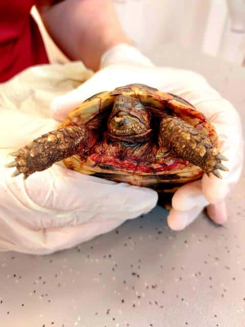 Schildkröten und Hunde-verletzte griechische Landschildkröte