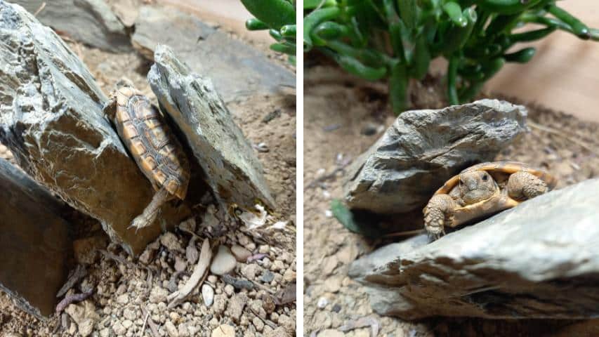 Ostafrikanscihe Spaltenschildkröten im Innengehege. UV-Lampen sind hier ein "Muss"