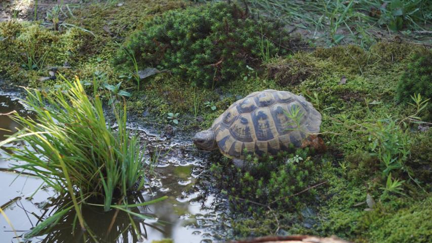 Schildkröten als Haustiere - Eines unserer Weibchen am neuen Flachwasserbiotop