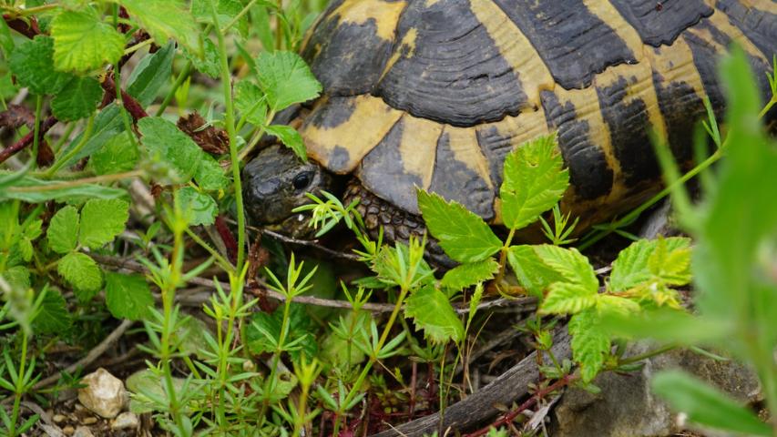 Testudo hermanni boettgeri in Griechenland