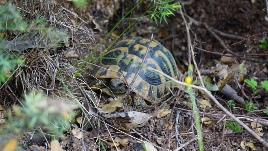 Schildkröten als Haustiere - Vorbild Natur: Griechische Landschildkröte in einem Habitat in Griechenland