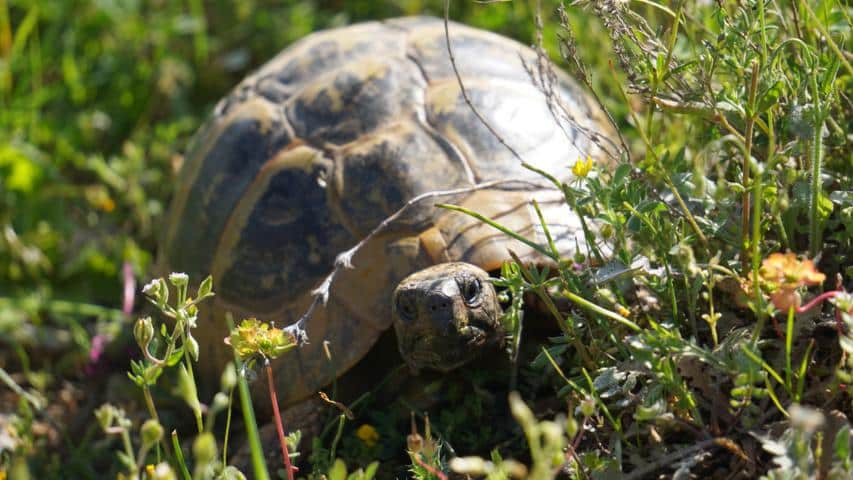 Schildkröten als Haustiere-Griechische LAndschildkröte in Griechenland