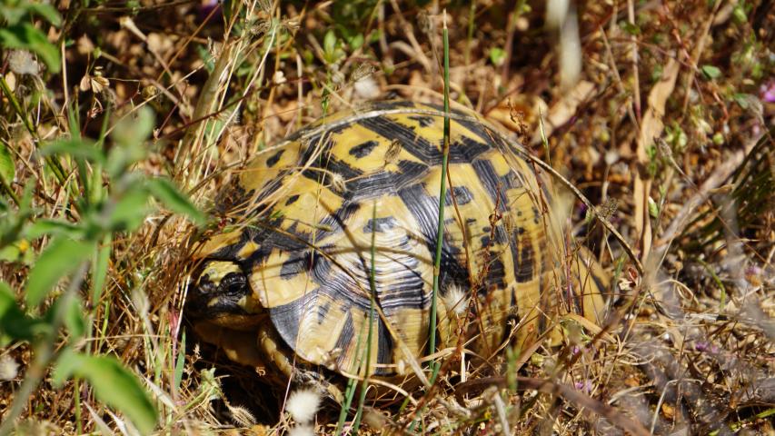 Maurische Landschildkröte