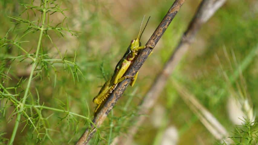 Habitat auf Sardinien