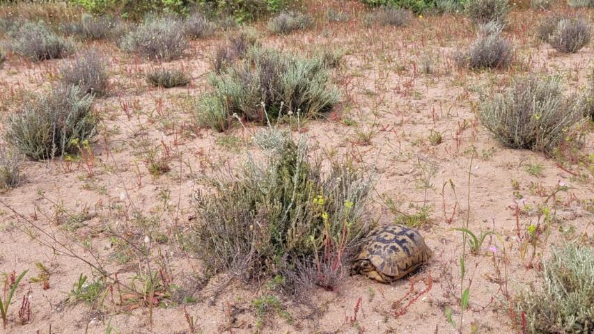 Maurische Landschildkröte