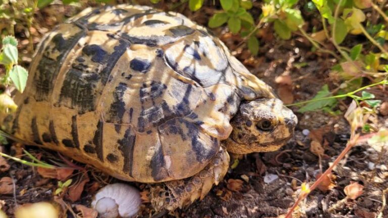 Schildkröten auf Sardinien
