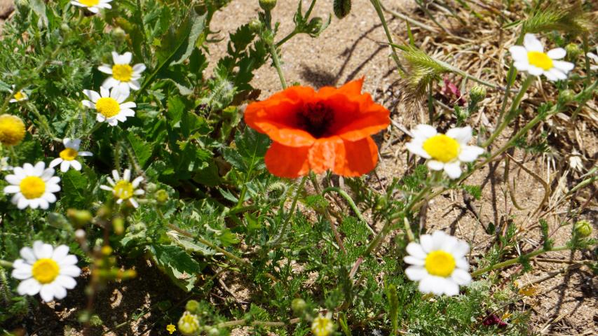 Schildkröten auf Sardinien - Klatschmohn