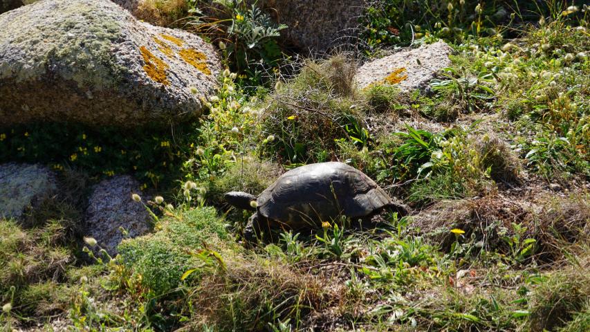 Habitat an der Nordküste