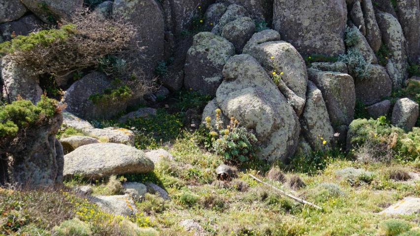 Habitat an der Nordküste
