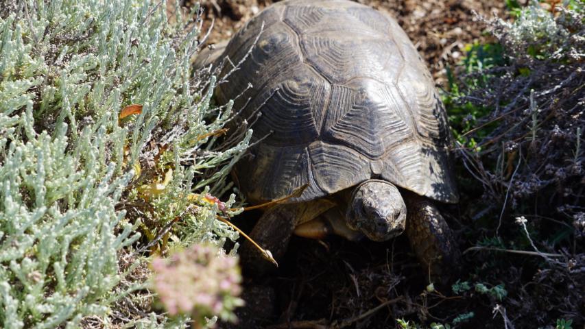 Schildkröten auf Sardinien - -Nordküste