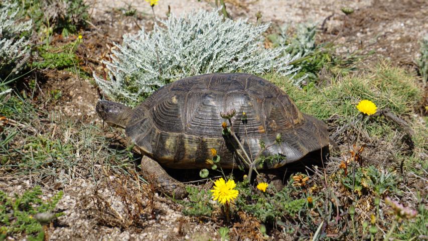 Schildkröten auf Sardinien - -Nordküste