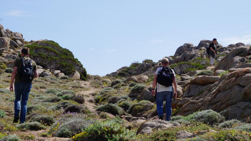 Schildkröten auf Sardinien - -Nordküste