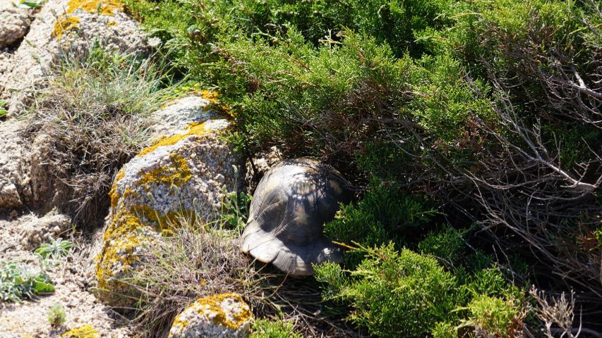 Nordküste-Breitrandschildkröten