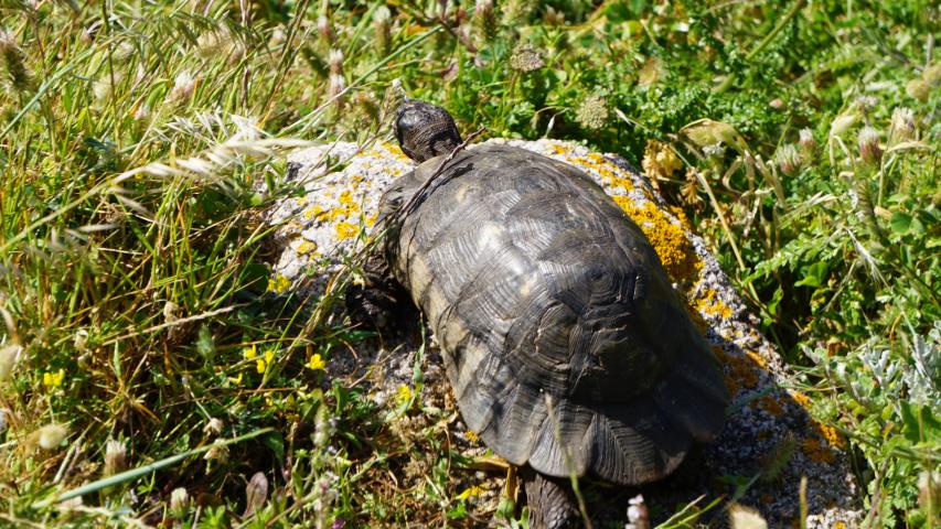 Nordküste-Breitrandschildkröten