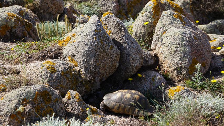 Nordküste-Breitrandschildkröten