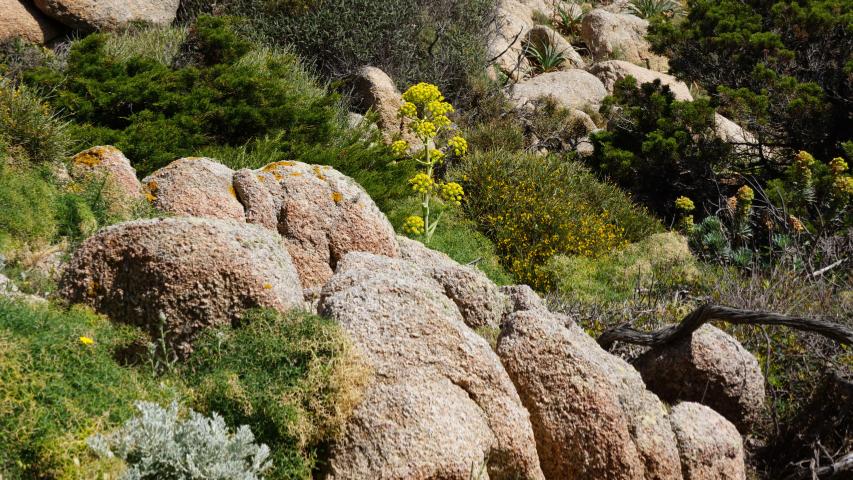 Sardinien - -Nordküste