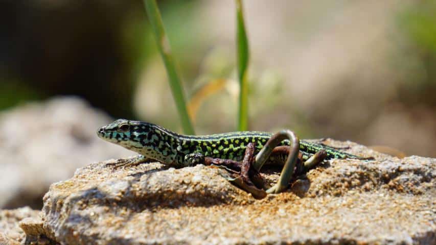 Sardinien - -Nordküste