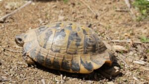 griechische Landschildkröte