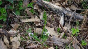 griechische Landschildkröte