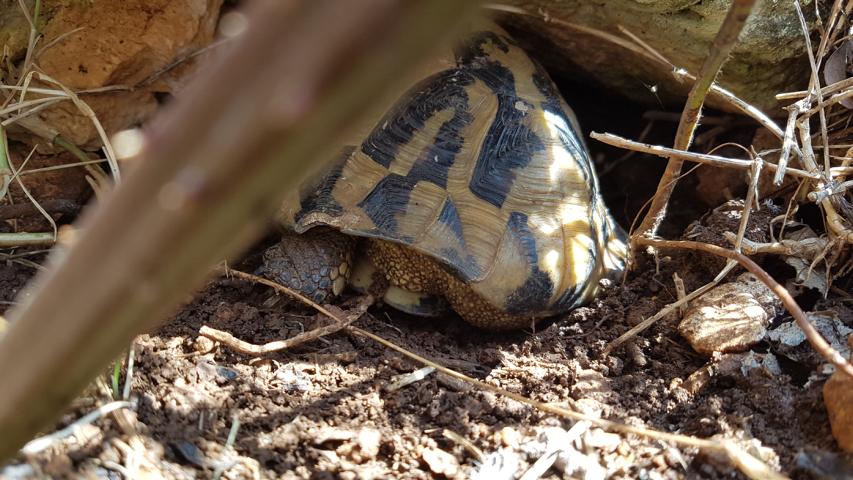 Schildkröten in Kroatien