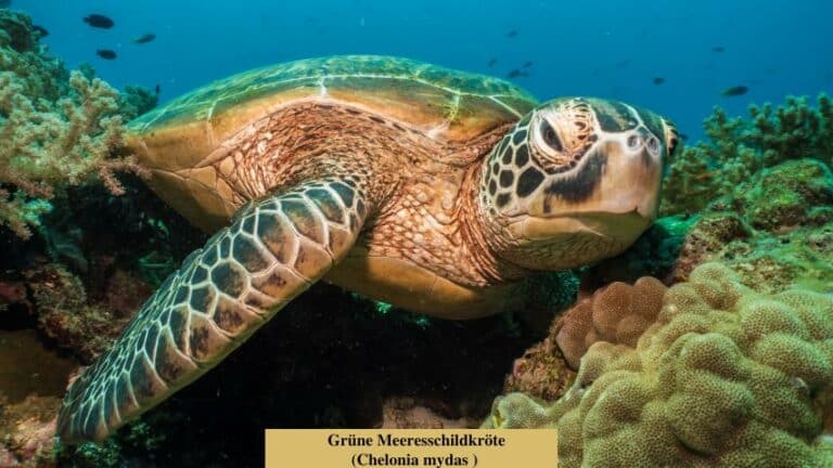 Die Welt der Schildkröten: Einblicke in ihre Artenvielfalt