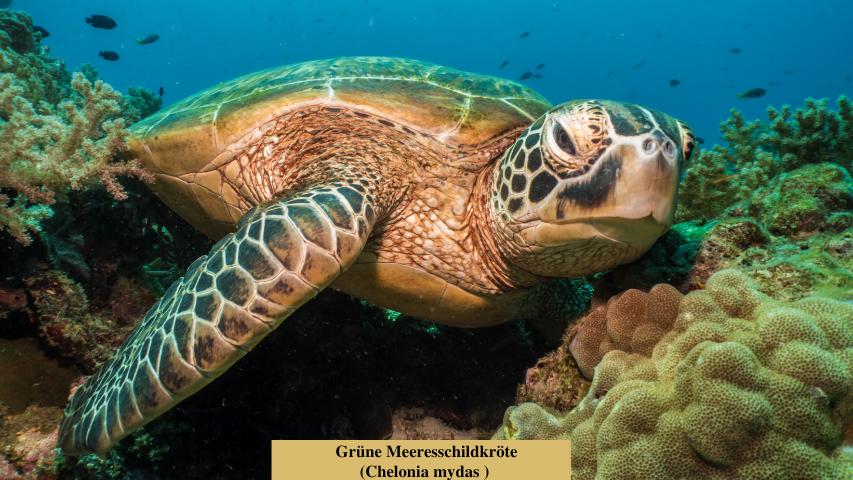 Schildkrötenarten-Grüne Meeresschildkröte (Chelonia mydas )