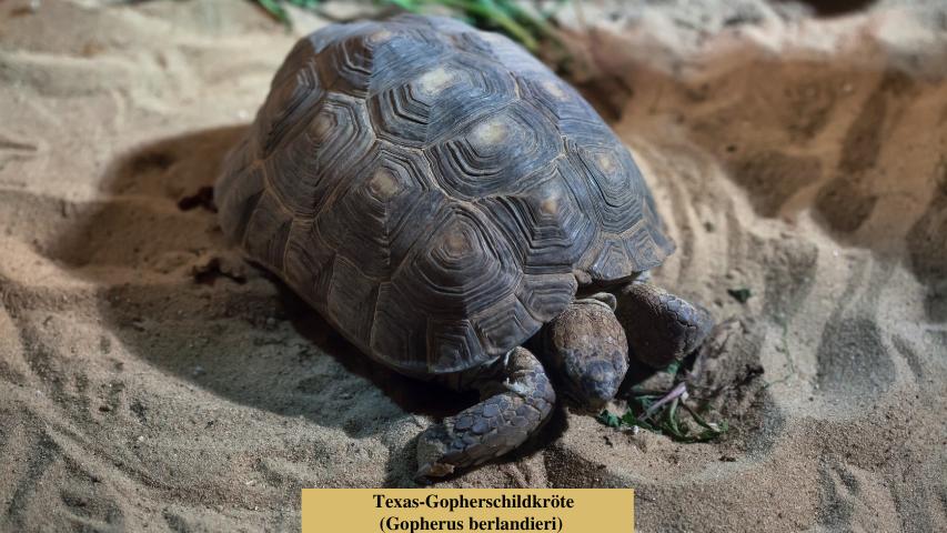 Schildkrötenarten-Texas-Gopherschildkröte (Gopherus berlandieri)