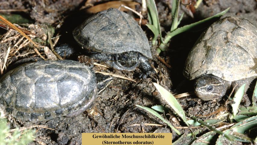 Schildkrötenarten-Gewöhnliche Moschusschildkröte (Sternotherus odoratus)