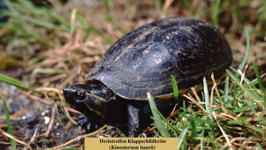 Schildkrötenarten-Dreistreifen Klappschildkröte (Kinosternon baurii)