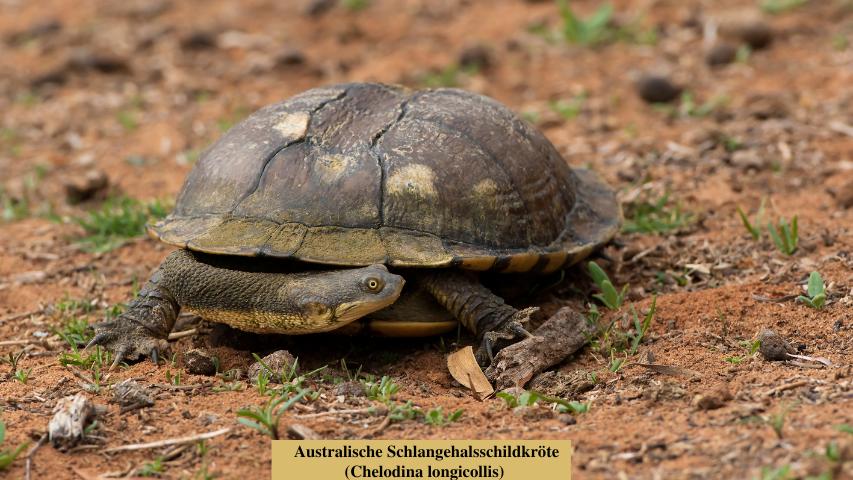 Australische Schlangehalsschildkröte (Chelodina longicollis)